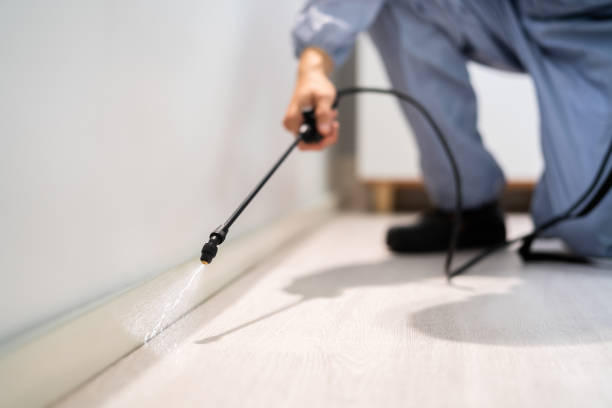 Licensed Ant Control service in Glencoe, FL - Show Me Pest Control